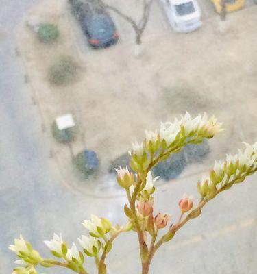 生命的希望（逆火之中）