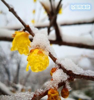 梅花之舞（一片花瓣，千般风情）