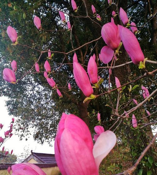 如画人生（追寻美好，活出自我）