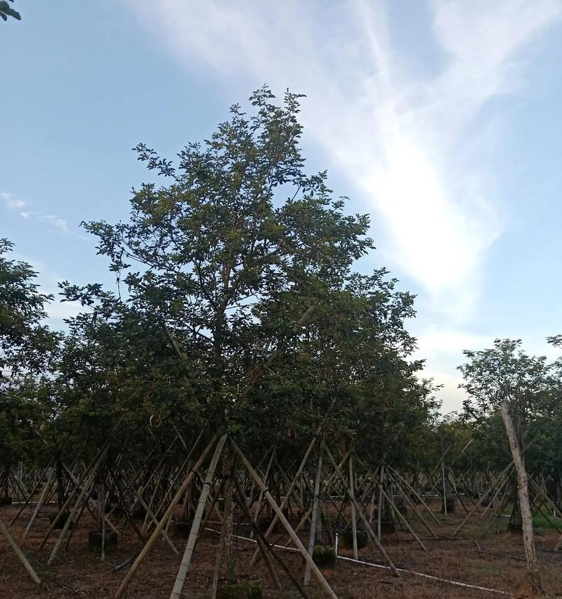 微笑如太阳，照亮明天（一位年轻人的成长故事）