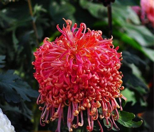 TheStoryoftheBeautifulChrysanthemum（TheBlossomingofLove）