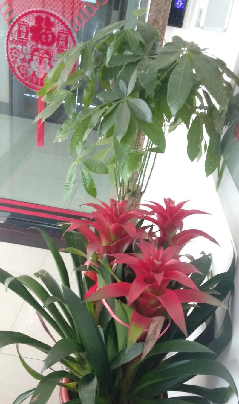 秋菊之恋：一朵秋菊的青春故事