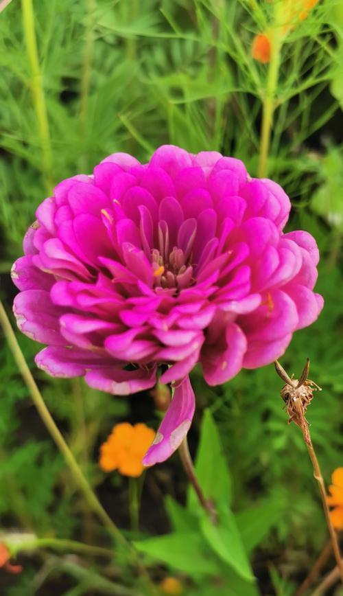 百花齐放的春天（春意盎然，花开满园，多彩生命如此美妙）