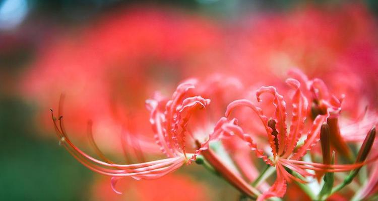 花农（用心栽培，尝到收获）