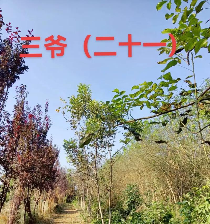 难忘的冬天（小女孩的成长）