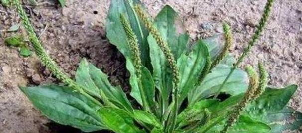 阳光下的车前草（一场被遗忘的演奏）