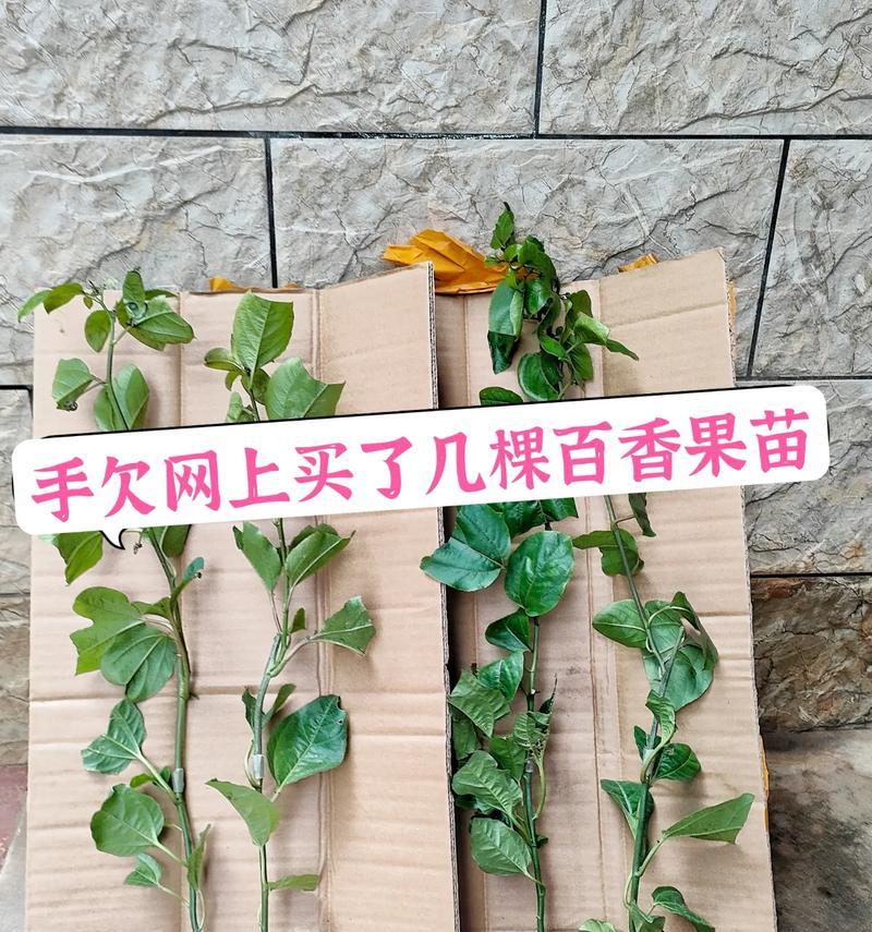 喜悦在心头绽放（迎接成功的喜悦，那刻难忘的瞬间）