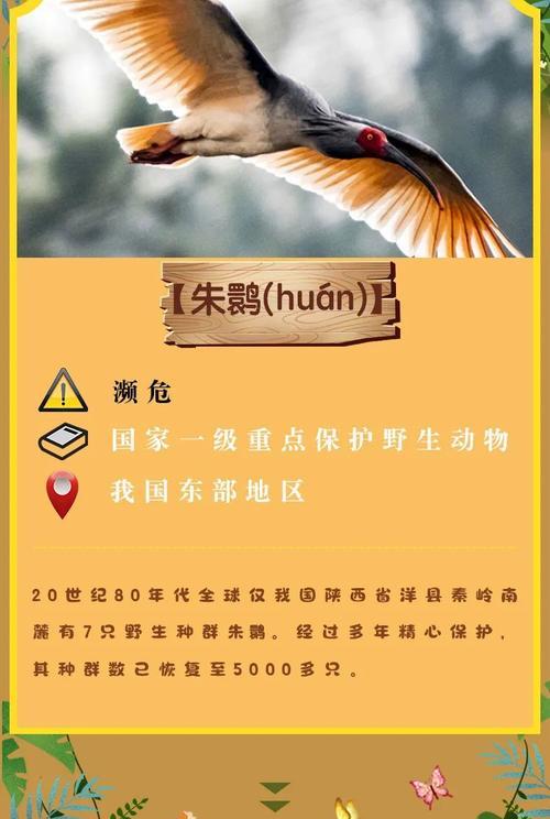 珍惜生命，关注动物——一个小女孩与动物的故事（从宠物到野生动物，她用自己的方式爱护它们）
