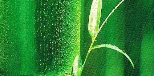 雨声带来的宁静（一个人的故事）