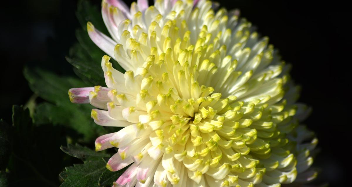 “菊花香里赤露出”的小故事——美丽的菊花