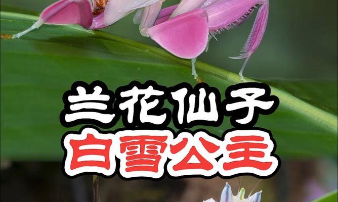 《兰花的芬芳》（一段关于情感的温馨故事）