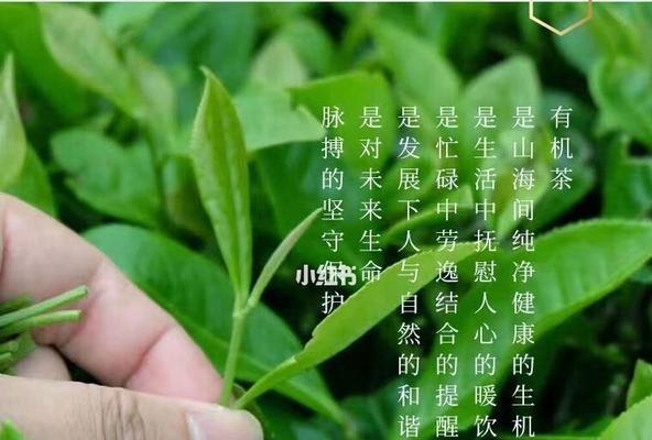 那个让我感恩的人（一次偶然的相遇，一段永难忘怀的经历）