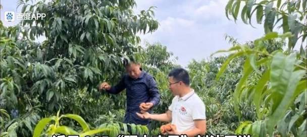 用心去追，梦想就在不远处（用心去追，梦想就在不远处）