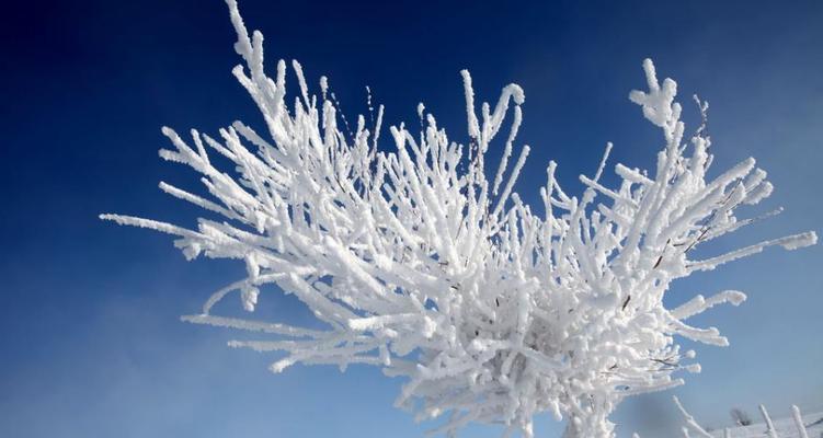 雪中思念（一个女孩的冬日往事）