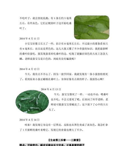 蚕宝宝的日记：一段缔造美丽的传奇