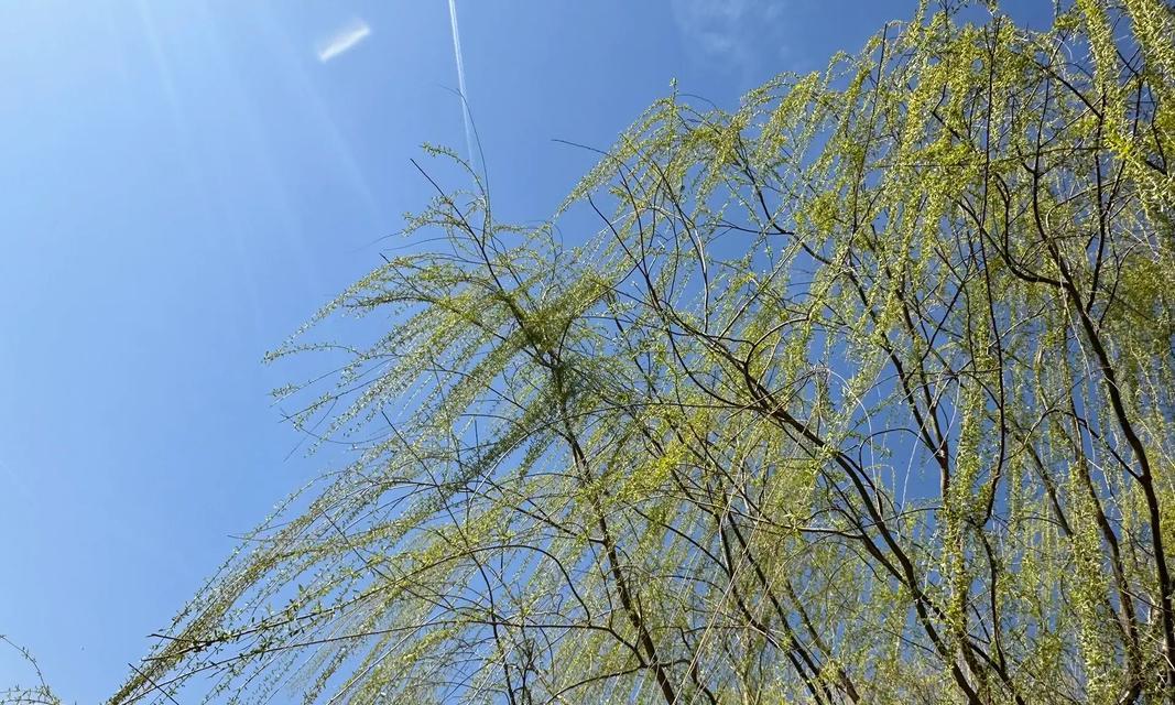 阳光、花草和爱情（阳光、花草和爱情）