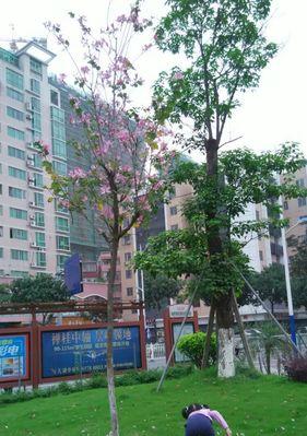 一个孩子与春天的故事（一个孩子与春天的故事）