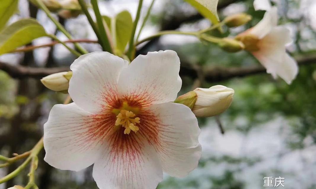 生活的美妙——生活犹如一朵花