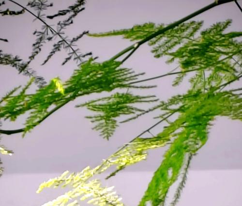 《探访魔法植物之谜》（神秘的植物世界，藏着什么秘密？）