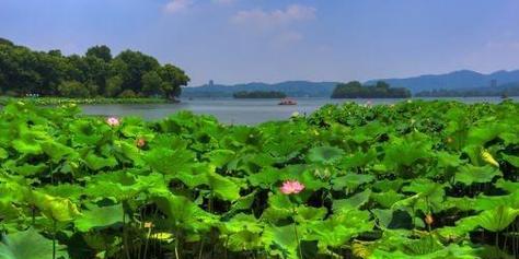 夏天的美丽