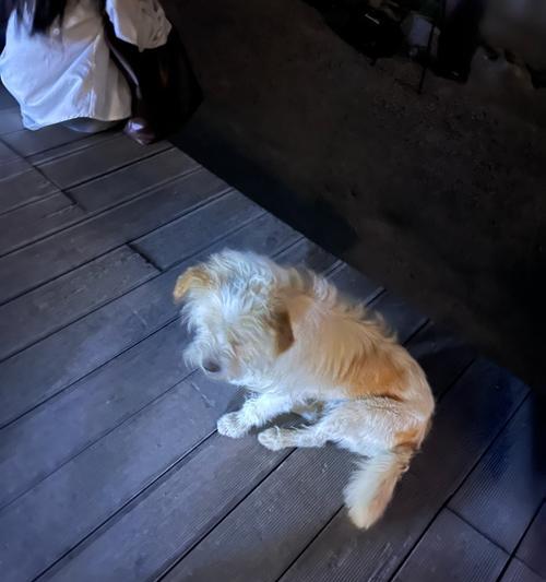 分享快乐：一个小女孩的心愿