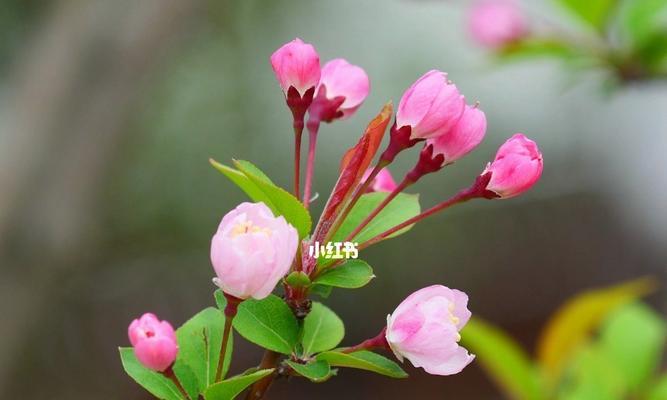 一段充满生机和美丽的故事（一段充满生机和美丽的故事）