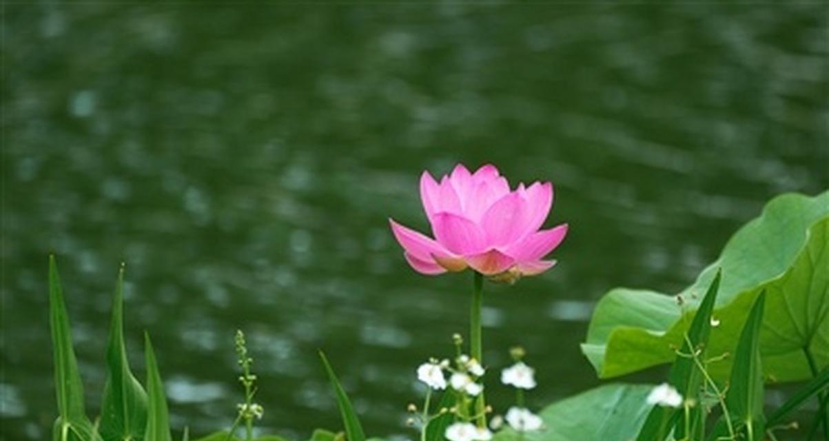 一朵花的成长之路（一朵花的成长之路）