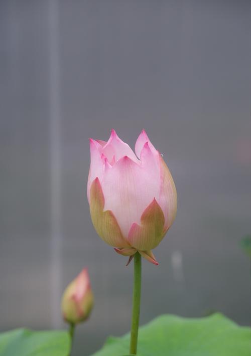 开头：