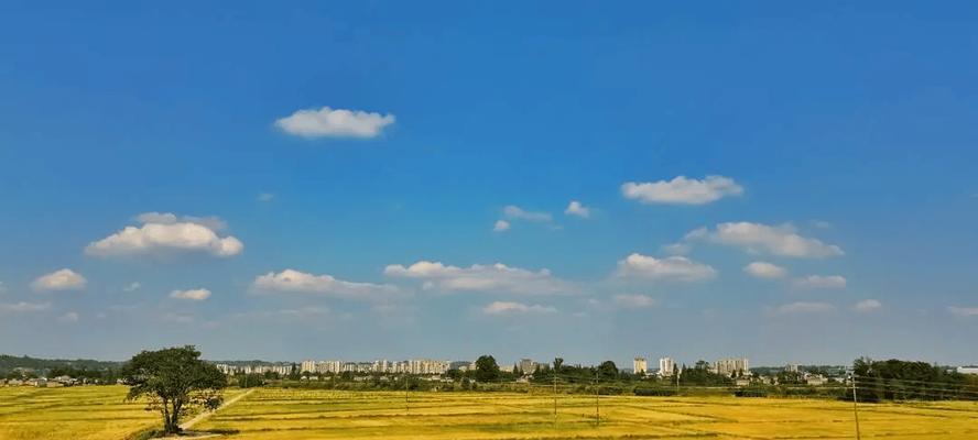 金秋田野的故事（收获的喜悦）