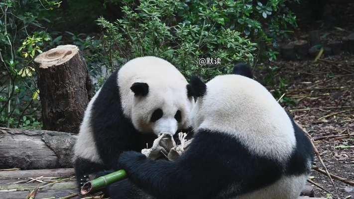大熊猫（珍稀物种与生态环境保护）