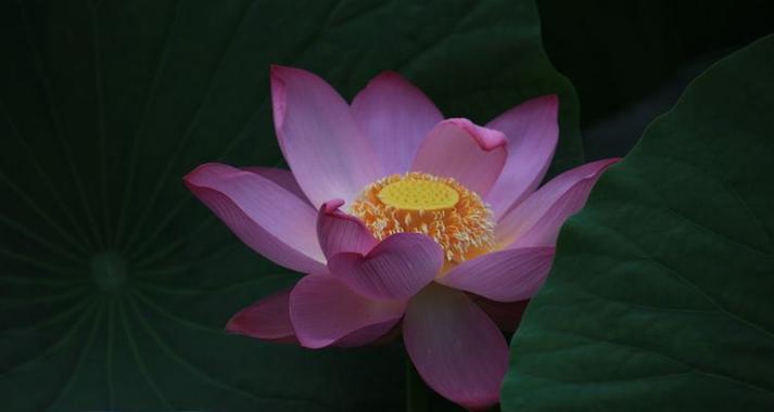 动与静，人生的选择（以心换取平衡，跨越动静之间的鸿沟）