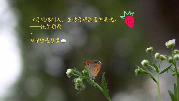 一场甜蜜的邂逅（相遇、相知、相爱，三个字道出一生幸福）