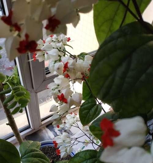 花的时光：一段往事的回忆