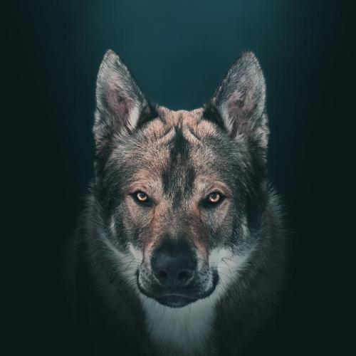 《朋友》（与猫咪一起度过的美好时光）