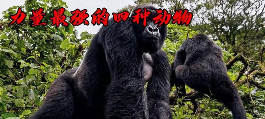 在生与死的边缘，爱依旧（一只流浪狗与它的救命恩人）