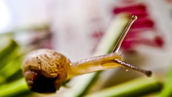 蜗牛的奇幻之旅（一只普通的蜗牛，追寻梦想的故事）