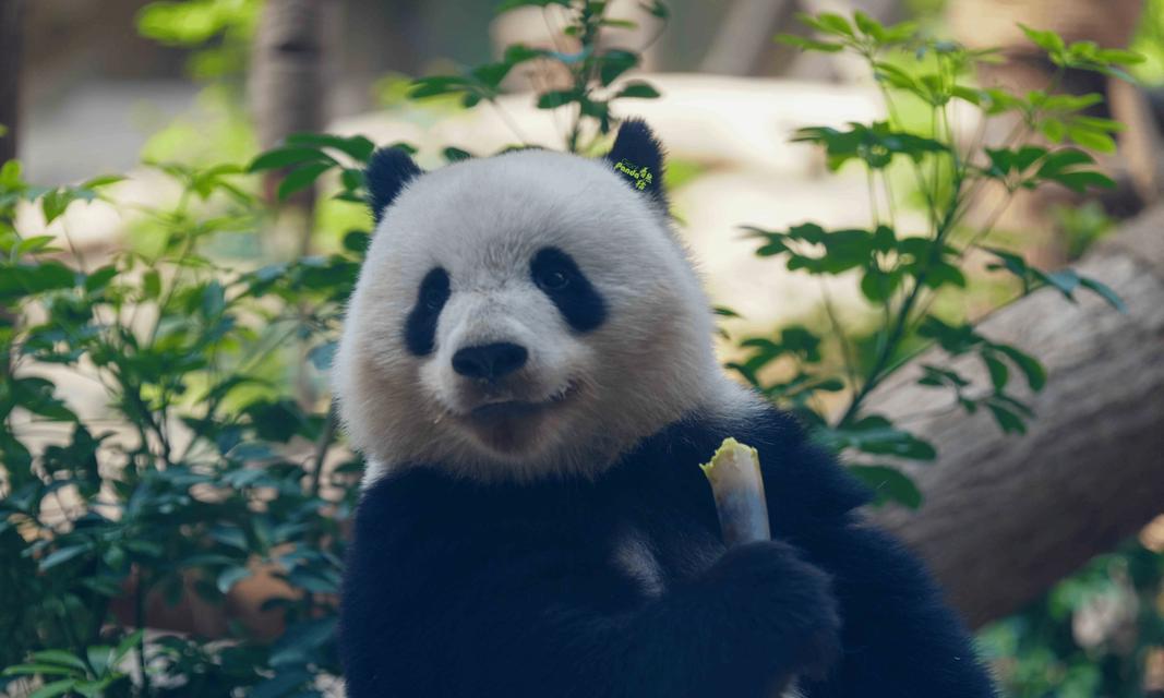 大熊猫的故事（一个野生动物摄影师眼中的大熊猫）