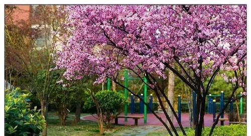 Springtime:ATimeofRenewalandBeauty