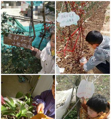 照顾花草，爱护大自然（从小事做起，保护我们的家园）