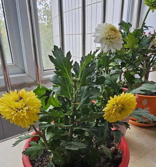 以温柔之心孕育出的美好（以温柔之心孕育出的美好）