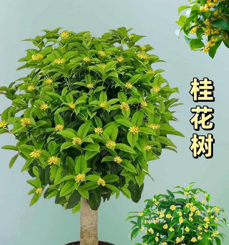 桂花情怀：桂花树下的感人故事